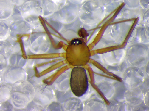 Palliduphantes cernuus