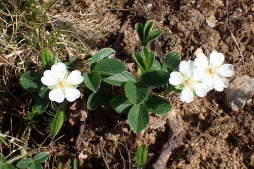 Image of Potentilla montana by (c) Julien Tchilinguirian, some rights reserved (CC BY)