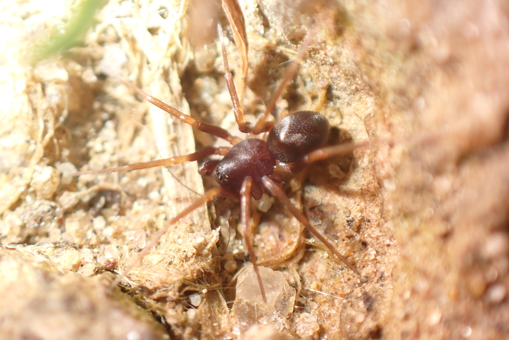 Zodarion fuscum