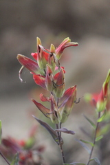 Castilleja integrifolia