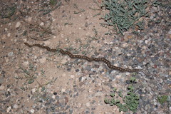 Arizona elegans philipi