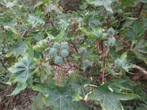 castor bean