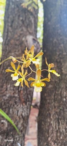 Encyclia papillosa, photograph 2