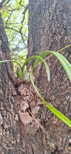 Encyclia papillosa, photograph 3