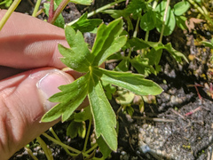 Delphinium polycladon