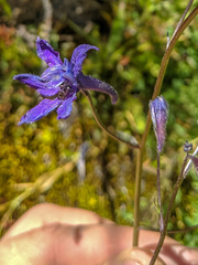 Delphinium polycladon