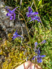 Delphinium polycladon