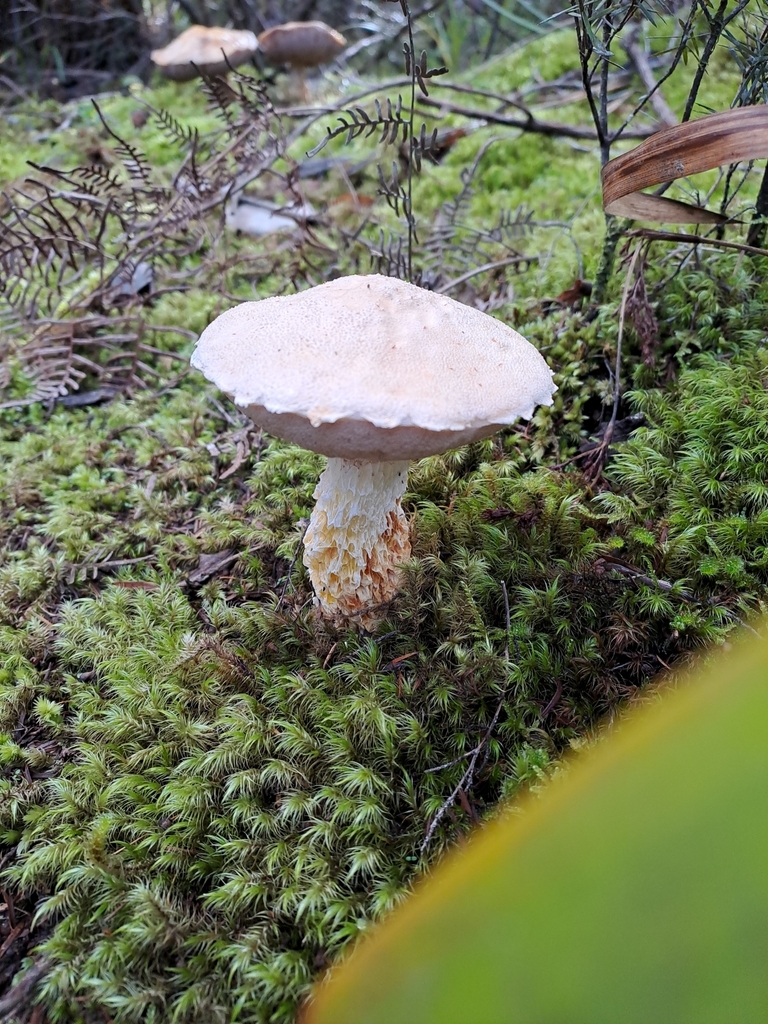 Austroboletus niveus · May 2025 · photo: © ruth_nielsen (iNaturalist, cc-by)