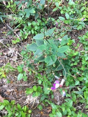 Desmodium laevigatum