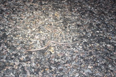 Arizona elegans philipi
