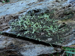 Cladonia polyscypha
