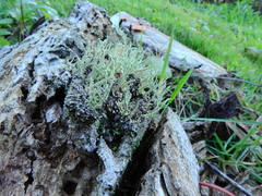 Cladonia polyscypha