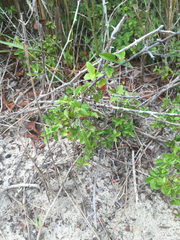 Sageretia minutiflora