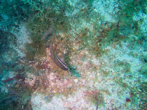 Ocellated Wrasse