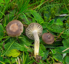 Cuphophyllus flavipes