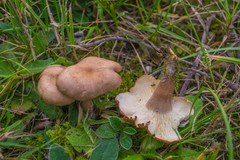 Calocybe carnea