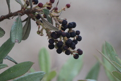 Comarostaphylis polifolia