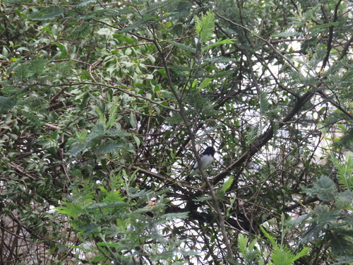 Black-and-white Seedeater (Sporophila luctuosa), photo 10