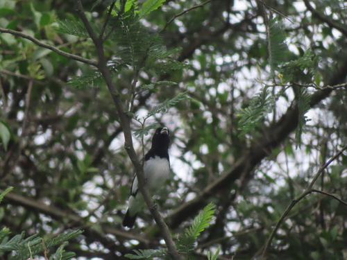 Black-and-white Seedeater (Sporophila luctuosa), photo 9
