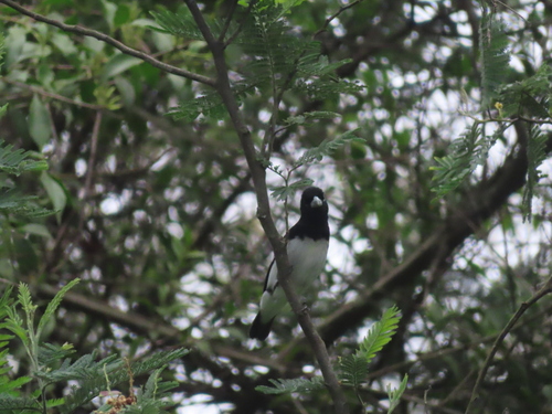 Black-and-white Seedeater (Sporophila luctuosa), photo 5