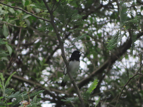 Black-and-white Seedeater (Sporophila luctuosa), photo 4