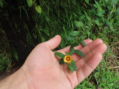 Sida poeppigiana