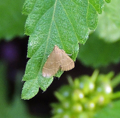 Arta epicoenalis