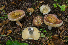 Russula integra