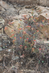 Castilleja integrifolia