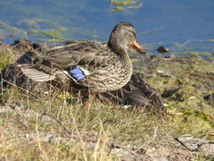 Anas platyrhynchos conboschas