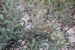 Comarostaphylis polifolia