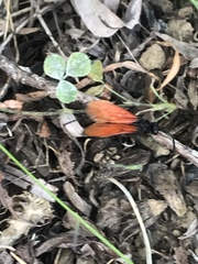 Calopompilus pyrrhomelas