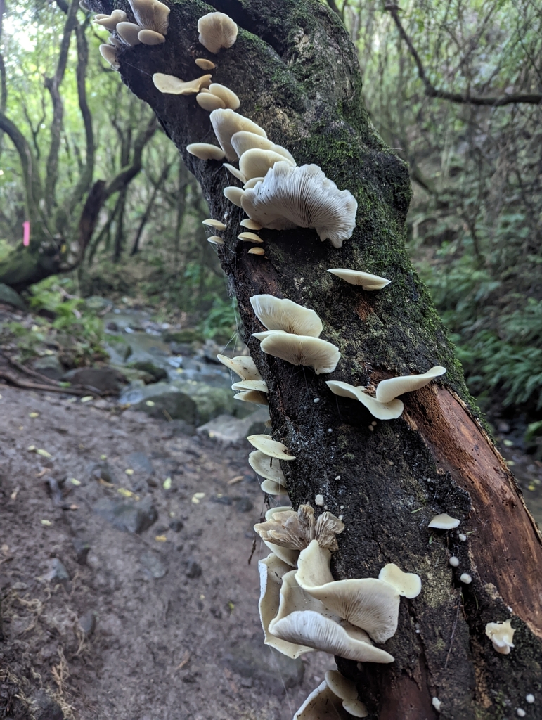 Conchomyces bursiformis · May 2025 · photo: © eosthusiast (iNaturalist, cc-by)