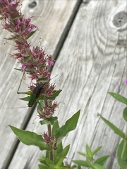 Conocephalus nigropleurum