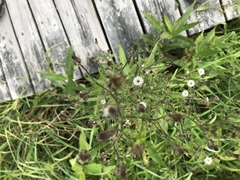 Conocephalus nigropleurum