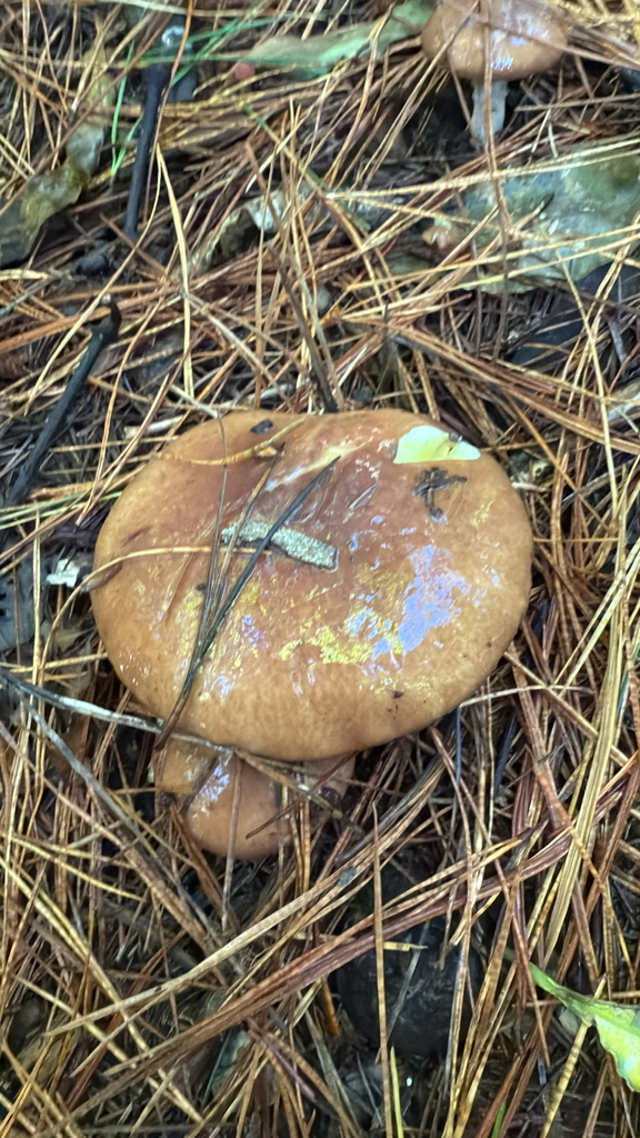 Suillus granulatus · May 2025 · photo: © pluckytree (iNaturalist, cc-by)