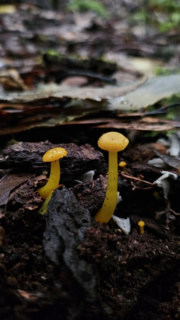 Gloioxanthomyces chromolimoneus · May 2025 · photo: © charliethomas (iNaturalist, cc0)