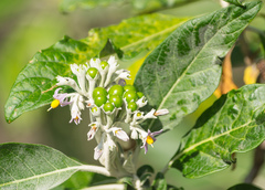 Solanum giganteum