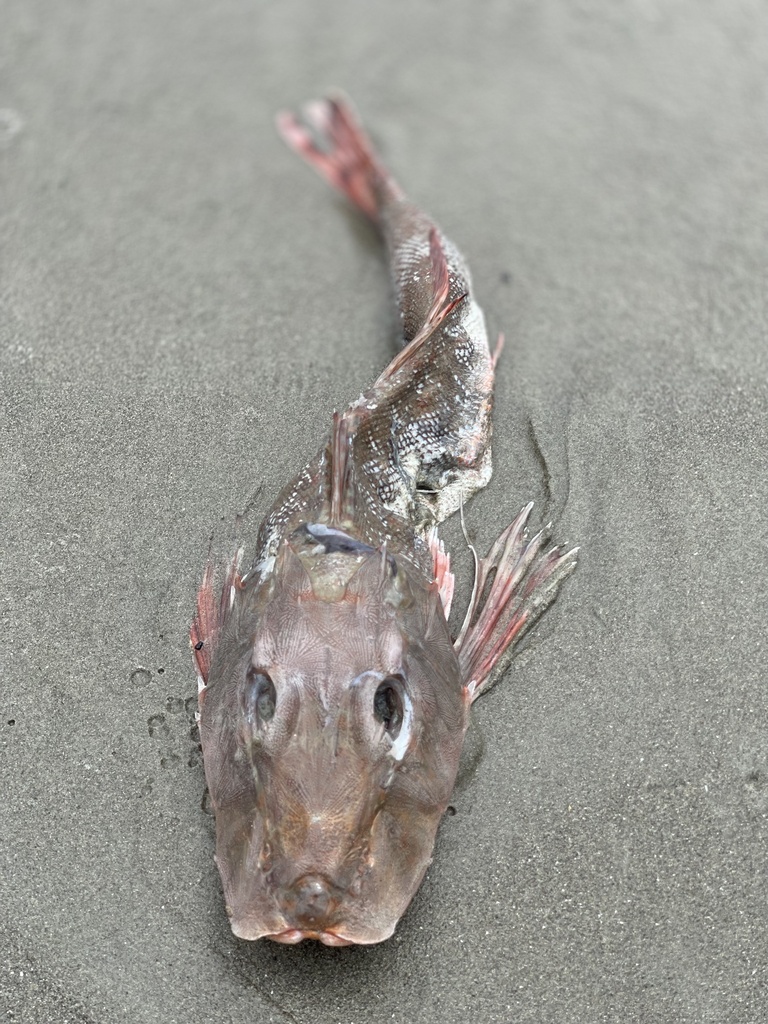 Common searobin (Prionotus ruscarius) — Triglidae