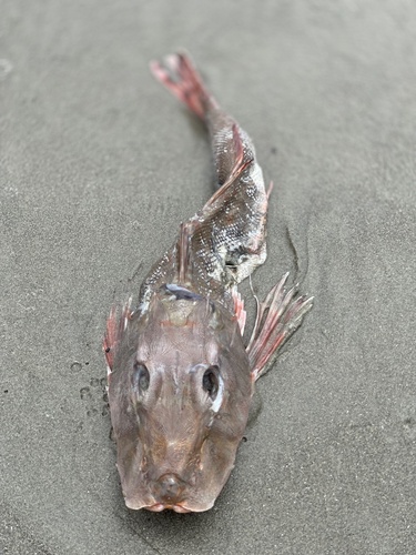 Common searobin (Prionotus ruscarius) — Triglidae