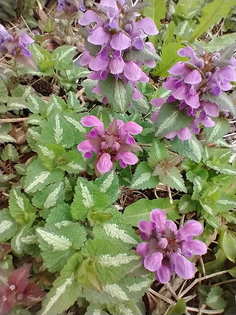 Spotted deadnettle