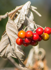 Solanum giganteum