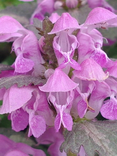 Lamium maculatum