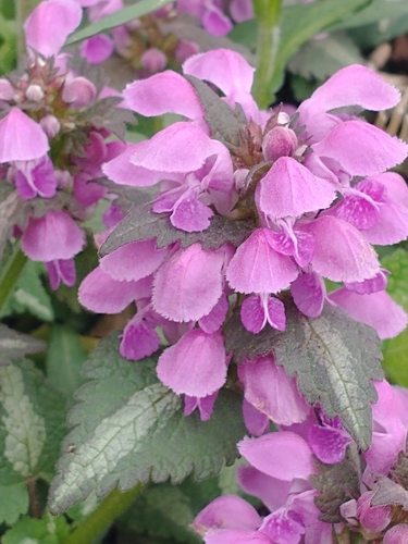 Lamium maculatum (L.) L.