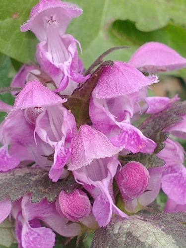 Lamium maculatum