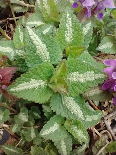 Lamium maculatum