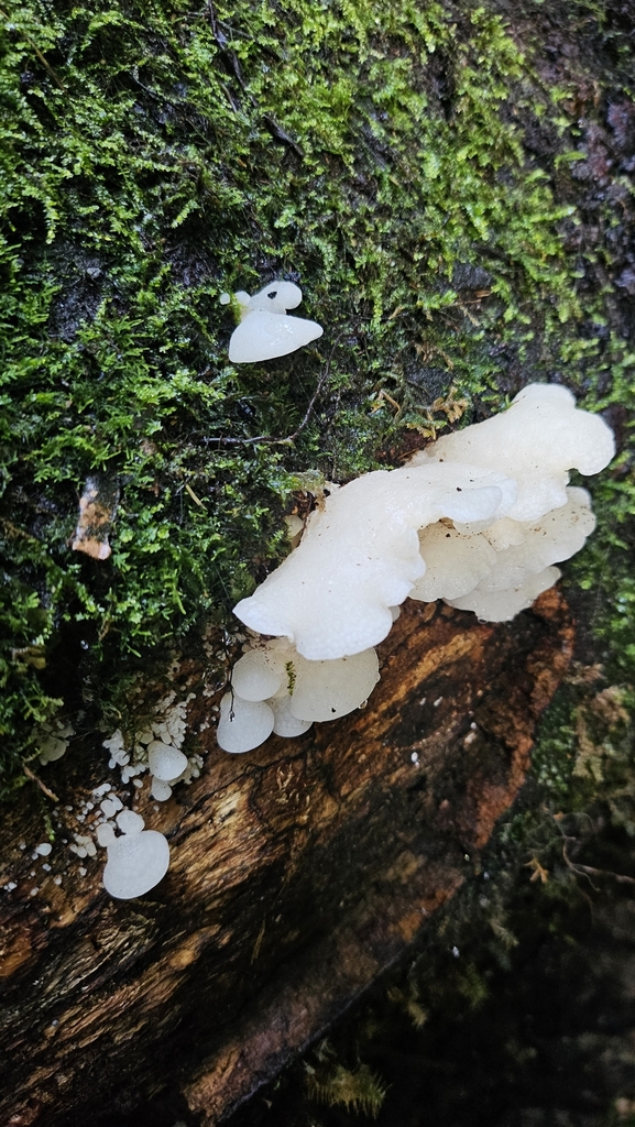 Favolaschia pustulosa · May 2025 · photo: © charliethomas (iNaturalist, cc0)