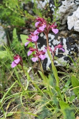 Anacamptis papilionacea grandiflora