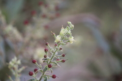 Comarostaphylis polifolia