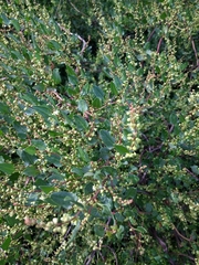 Muehlenbeckia hastulata